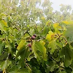 Glamping Adonis Κάμπινγκ Πάφος